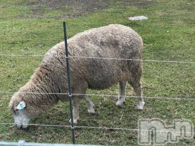 佐久発デリヘル 佐久上田人妻隊(サクウエダヒトヅマタイ) みやび(35)の12月19日写メブログ「おはようございます⭐︎」