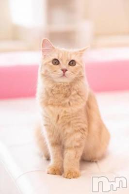 佐久発デリヘル 佐久上田人妻隊(サクウエダヒトヅマタイ) みやび(35)の2月23日写メブログ「[お題]from:二択だよ♪さん」