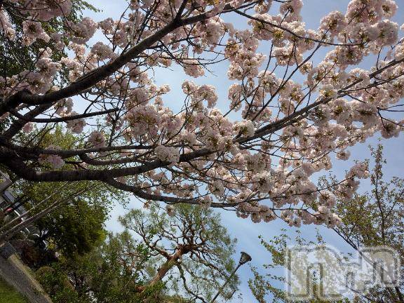 上田発デリヘル人妻華道 上田店(ヒトヅマハナミチウエダテン)【熟女】しおり(48)の2026年4月20日写メブログ「ありがとうございました☆」