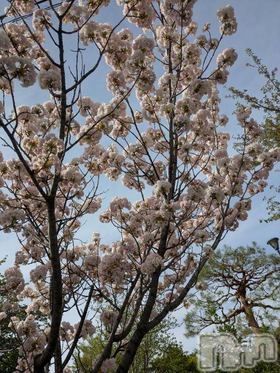 上田発デリヘル人妻華道 上田店(ヒトヅマハナミチウエダテン)【熟女】しおり(48)の2026年4月29日写メブログ「日曜日から☆」