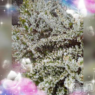 上田発デリヘル 人妻華道 上田店(ヒトヅマハナミチウエダテン) 【熟女】しおり(48)の3月23日写メブログ「おはようございます☆」