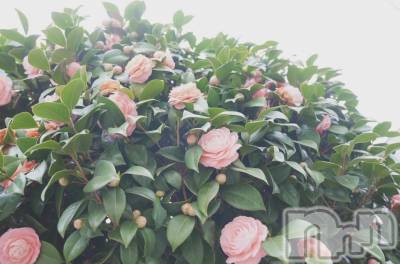 ƲХ顦clubTiara(ƥ) 619̥֥619 2110ʬΥ֥