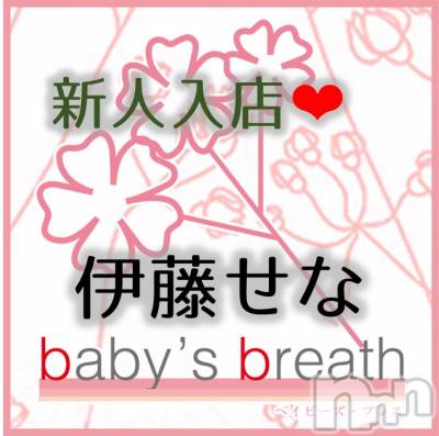 ƣʡڿ͡(ҥߥ) Ĺҥߥġ󥺥 baby's breath(٥ӡ ֥쥹)ҡ