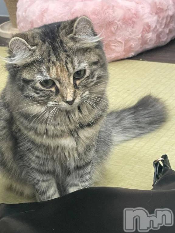 新潟デリヘル新潟市鳥屋野潟ちゃんこ(ニイガタシトヤノガタチャンコ)ゆい(31)の2026年6月7日写メブログ「安らぎのひとときを♥」