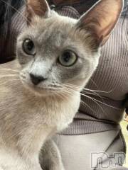 新潟デリヘル新潟市鳥屋野潟ちゃんこ(ニイガタシトヤノガタチャンコ) ゆい(27)の1月29日写メブログ「癒し♥」