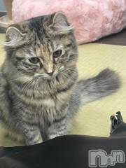 新潟デリヘル新潟市鳥屋野潟ちゃんこ(ニイガタシトヤノガタチャンコ) ゆい(31)の6月7日写メブログ「安らぎのひとときを♥」