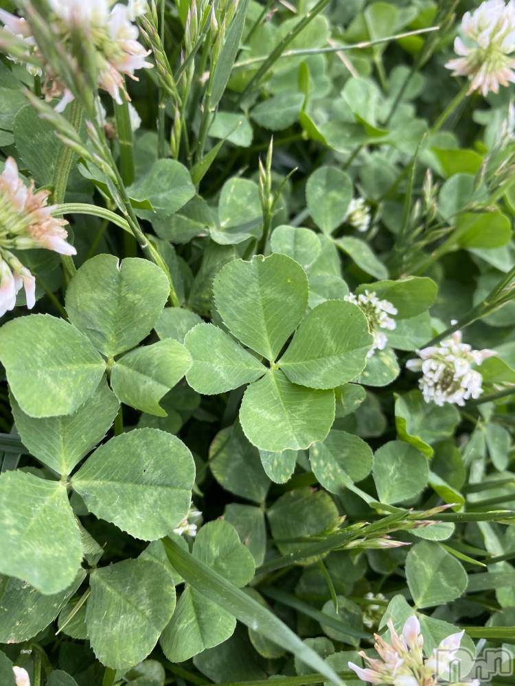 ��ˬ����Х��顦����֥���� �ץ���� ��ˬ(����� �ץ���� ����) �ĳ� �ޤ���6��15���̥�֥�����🍀��