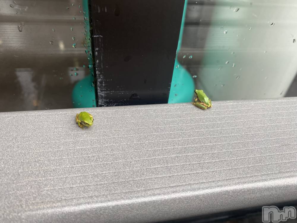 ��ˬ����Х��顦����֥���� �ץ���� ��ˬ(����� �ץ���� ����) �ĳ� �ޤ���7��4���̥�֥�����☔️🐸��