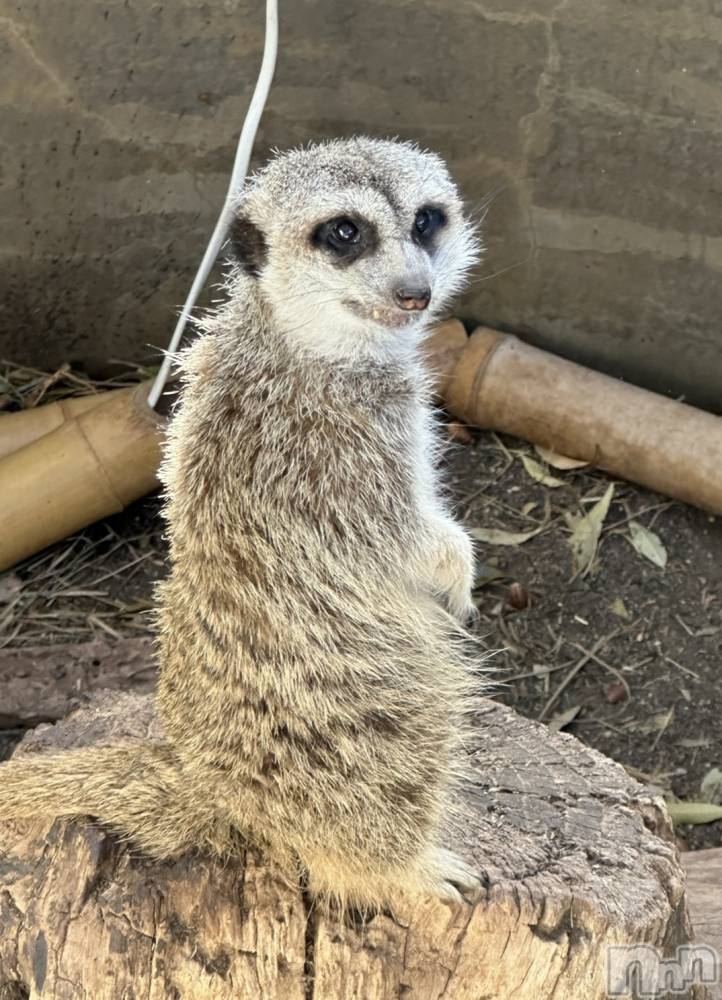 ��ˬ����Х��顦����֥���� �ץ���� ��ˬ(����� �ץ���� ����) �ĳ� �ޤ���7��19���̥�֥�����🐱��