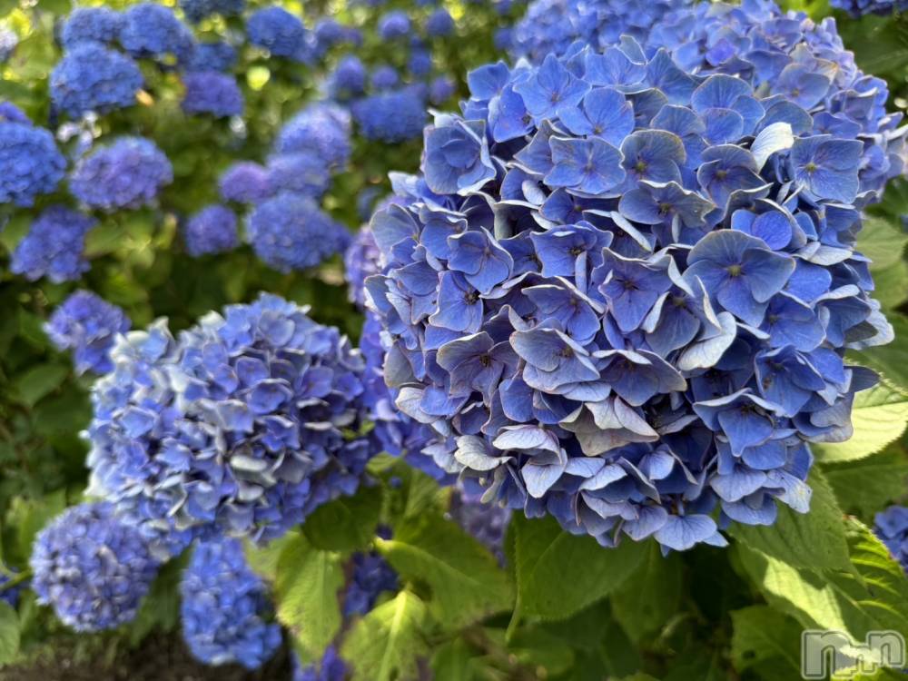 ��ˬ����Х��顦����֥���� �ץ���� ��ˬ(����� �ץ���� ����) �ĳ� �ޤ���7��22���̥�֥�����🌼��