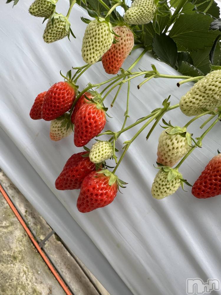 ��ˬ����Х��顦����֥���� �ץ���� ��ˬ(����� �ץ���� ����) �ĳ� �ޤ���3��3���̥�֥�����🍓��