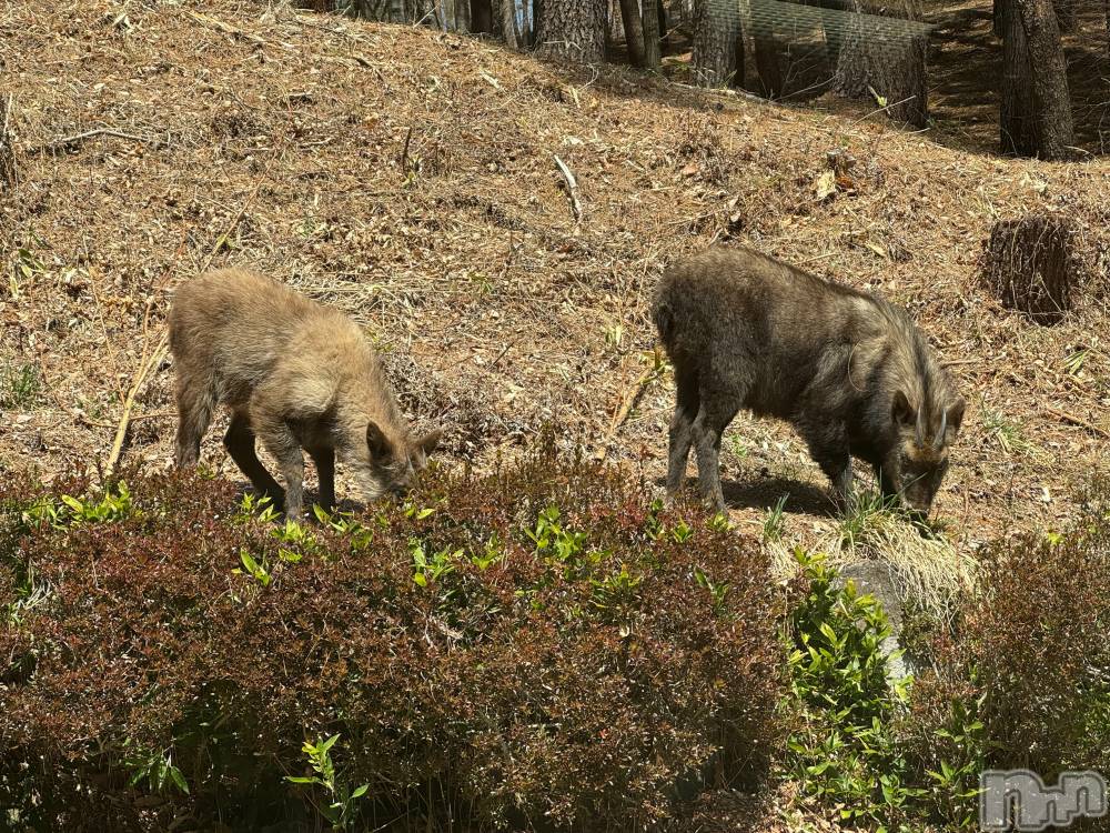 ��ˬ����Х��顦����֥���� �ץ���� ��ˬ(����� �ץ���� ����) �ĳ� �ޤ���4��12���̥�֥�����🦌��