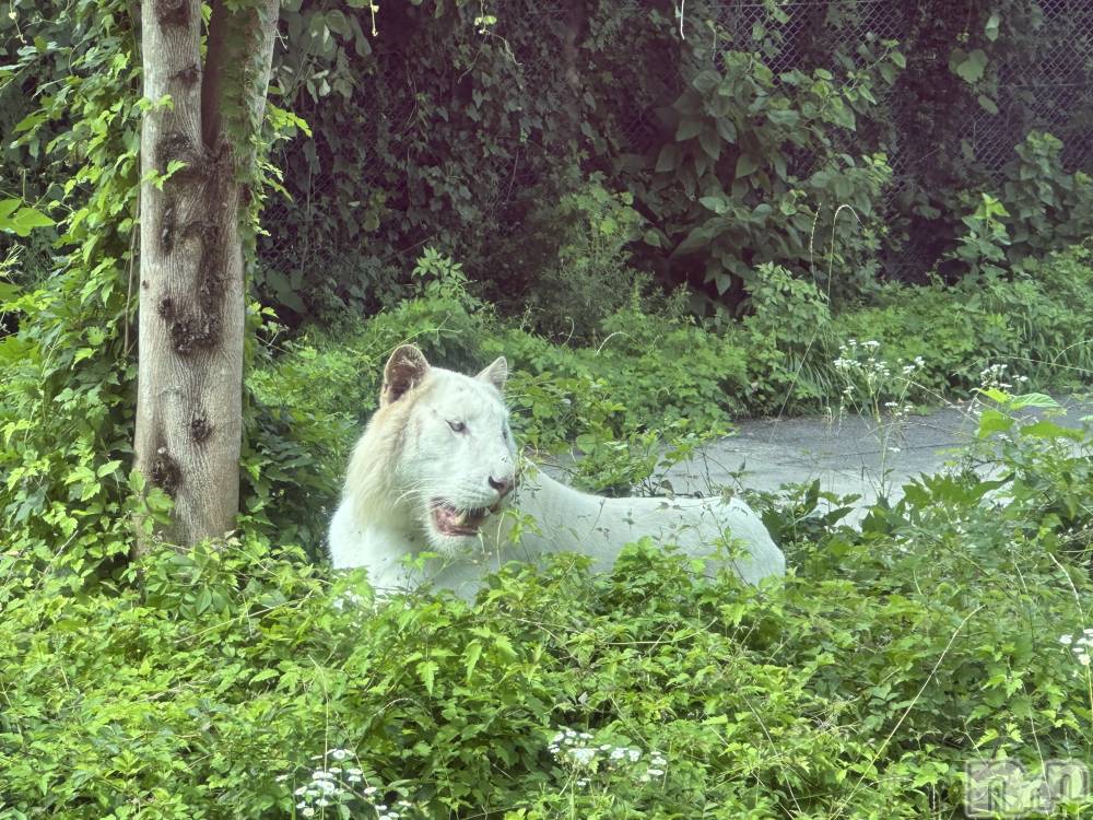 ��ˬ����Х��顦����֥���� �ץ���� ��ˬ(����� �ץ���� ����) �ĳ� �ޤ���7��19���̥�֥�����🦁��