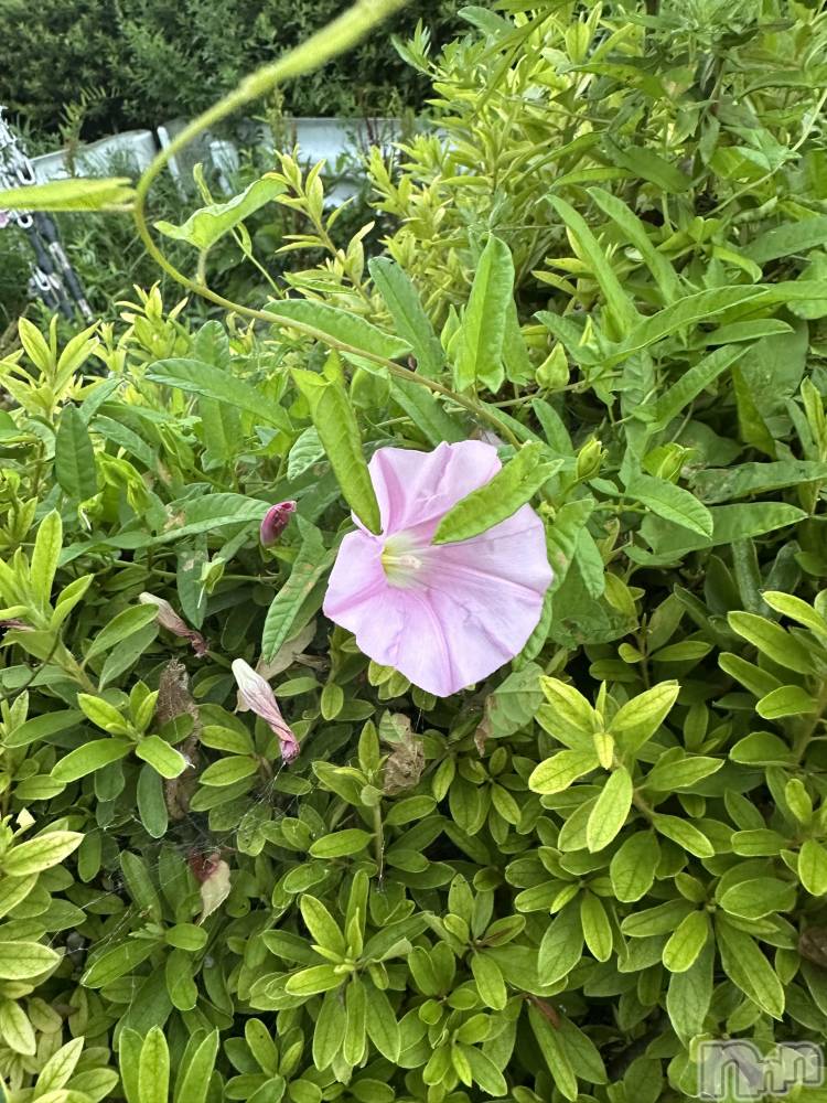 ��ˬ����Х��顦����֥���� �ץ���� ��ˬ(����� �ץ���� ����) �ĳ� �ޤ���7��23���̥�֥�����🌼��