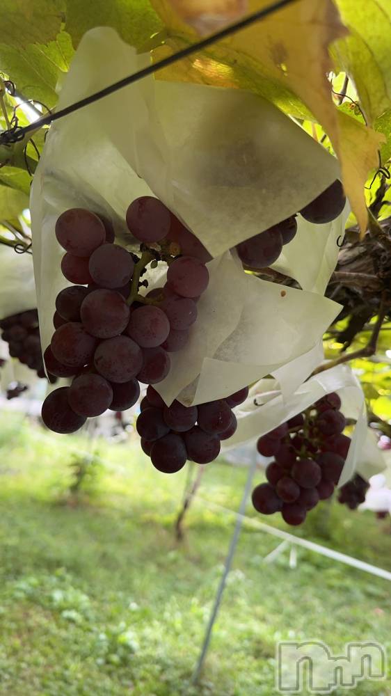 ��ˬ����Х��顦����֥���� �ץ���� ��ˬ(����� �ץ���� ����) �ĳ� �ޤ���9��29���̥�֥�����🍇��