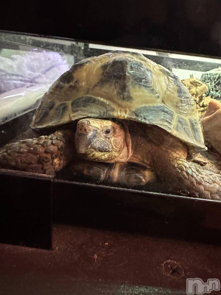 ��ˬ����Х��顦����֥���� �ץ���� ��ˬ(����� �ץ���� ����) �ĳ� �ޤ���10��11���̥�֥�����🐢��