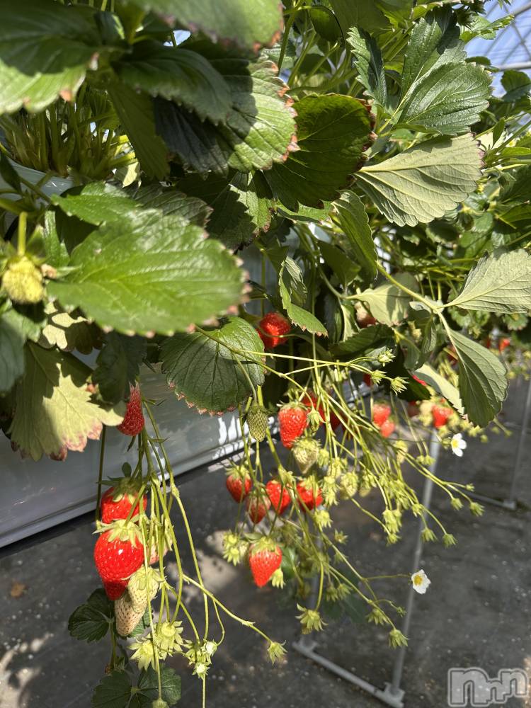 ��ˬ����Х��顦����֥���� �ץ���� ��ˬ(����� �ץ���� ����) �ĳ� �ޤ���2��16���̥�֥�����🍓��