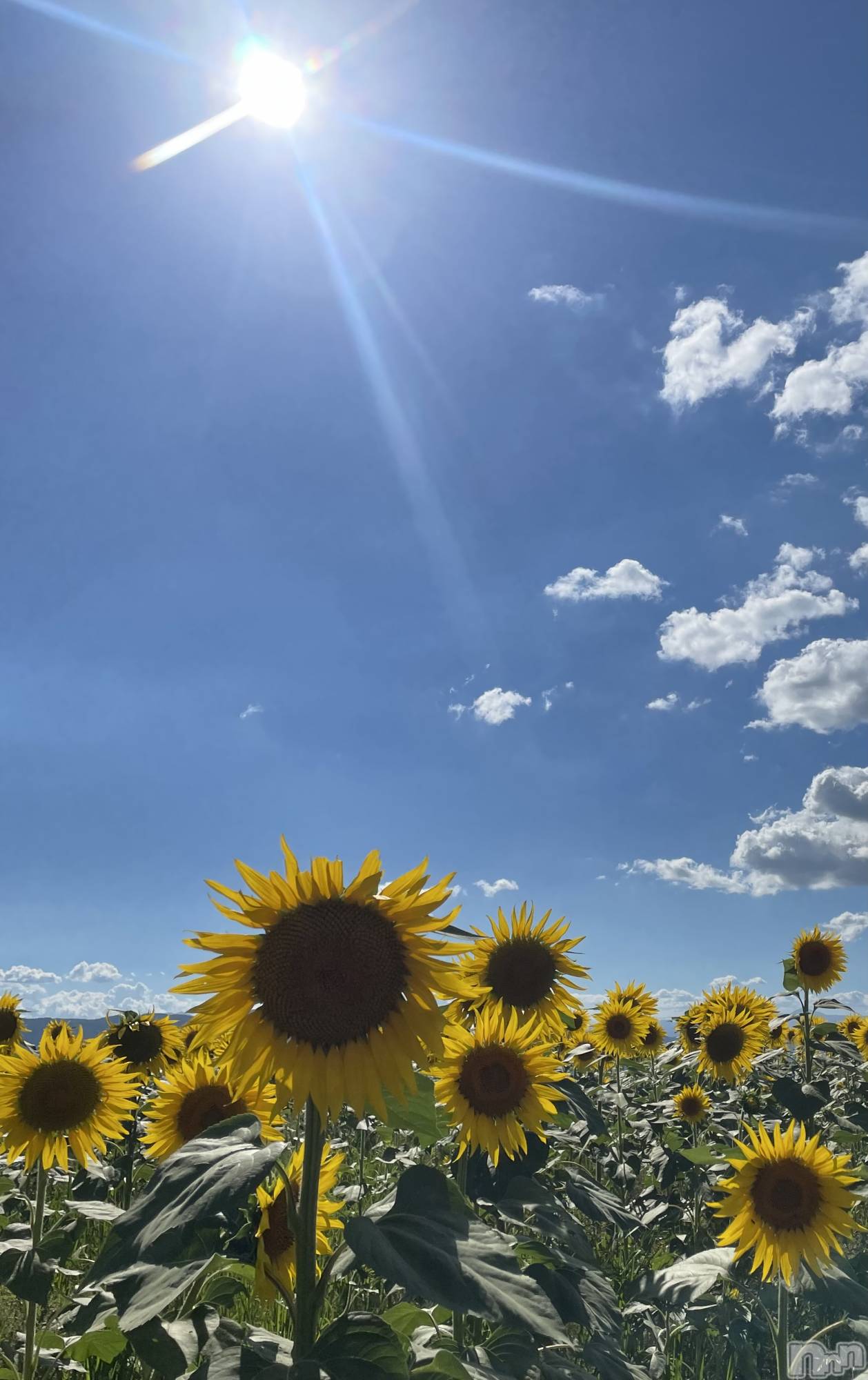 ��ˬ����Х��顦����֥���� �ץ���� ��ˬ(����� �ץ���� ����) ��2024ǯ6��11���̥�֥�����☀️��