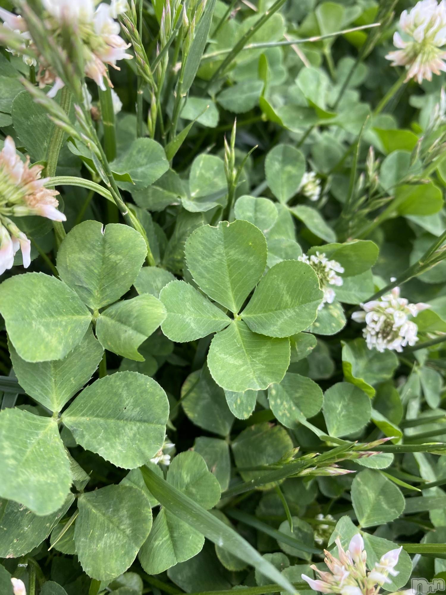 ��ˬ����Х��顦����֥���� �ץ���� ��ˬ(����� �ץ���� ����) ��2024ǯ6��15���̥�֥�����🍀��