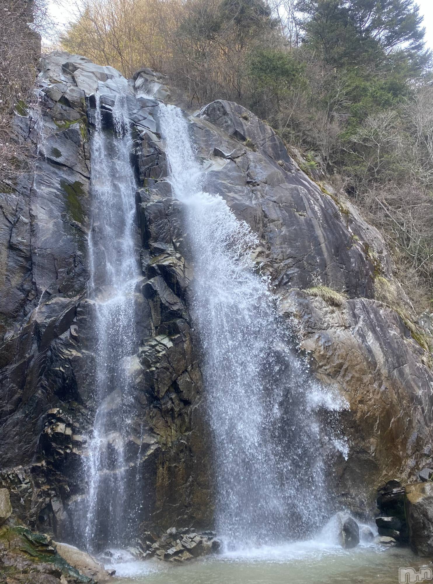 ��ˬ����Х��顦����֥���� �ץ���� ��ˬ(����� �ץ���� ����) ��2024ǯ6��21���̥�֥�����🌳��