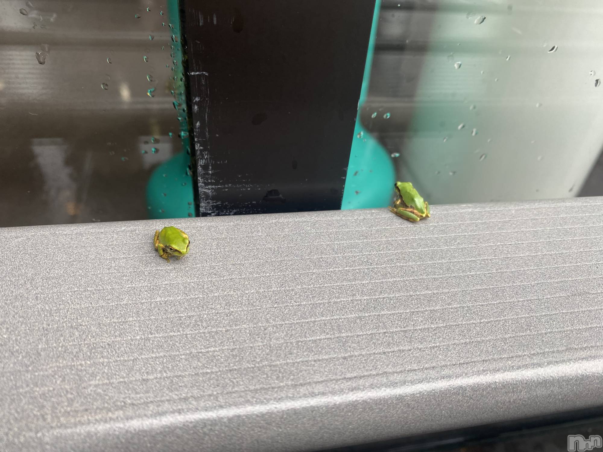 ��ˬ����Х��顦����֥���� �ץ���� ��ˬ(����� �ץ���� ����) ��2024ǯ7��4���̥�֥�����☔️🐸��