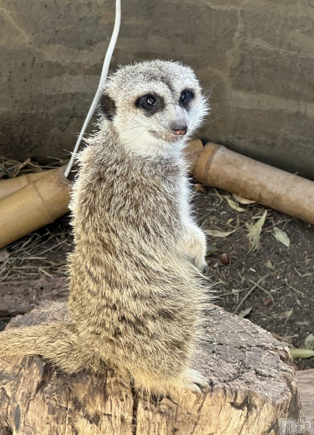 ��ˬ����Х��顦����֥���� �ץ���� ��ˬ(����� �ץ���� ����) ��2024ǯ7��19���̥�֥�����🐱��