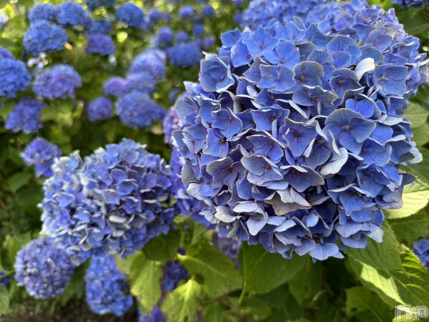 ��ˬ����Х��顦����֥���� �ץ���� ��ˬ(����� �ץ���� ����) ��2024ǯ7��22���̥�֥�����🌼��