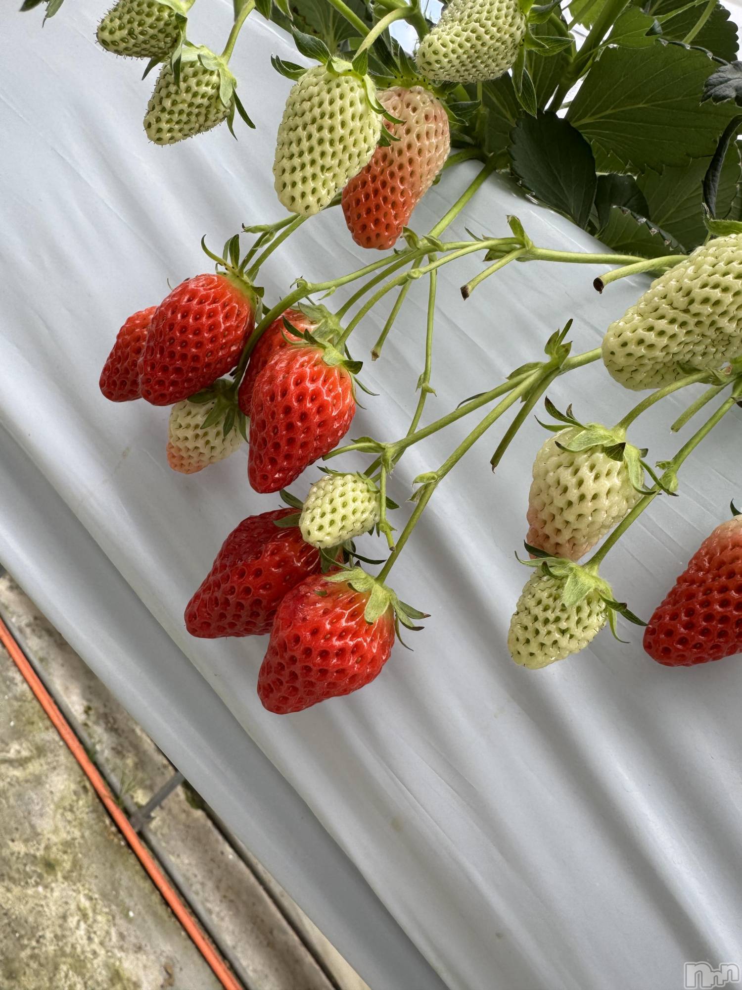 ��ˬ����Х��顦����֥���� �ץ���� ��ˬ(����� �ץ���� ����) ��2025ǯ3��3���̥�֥�����🍓��