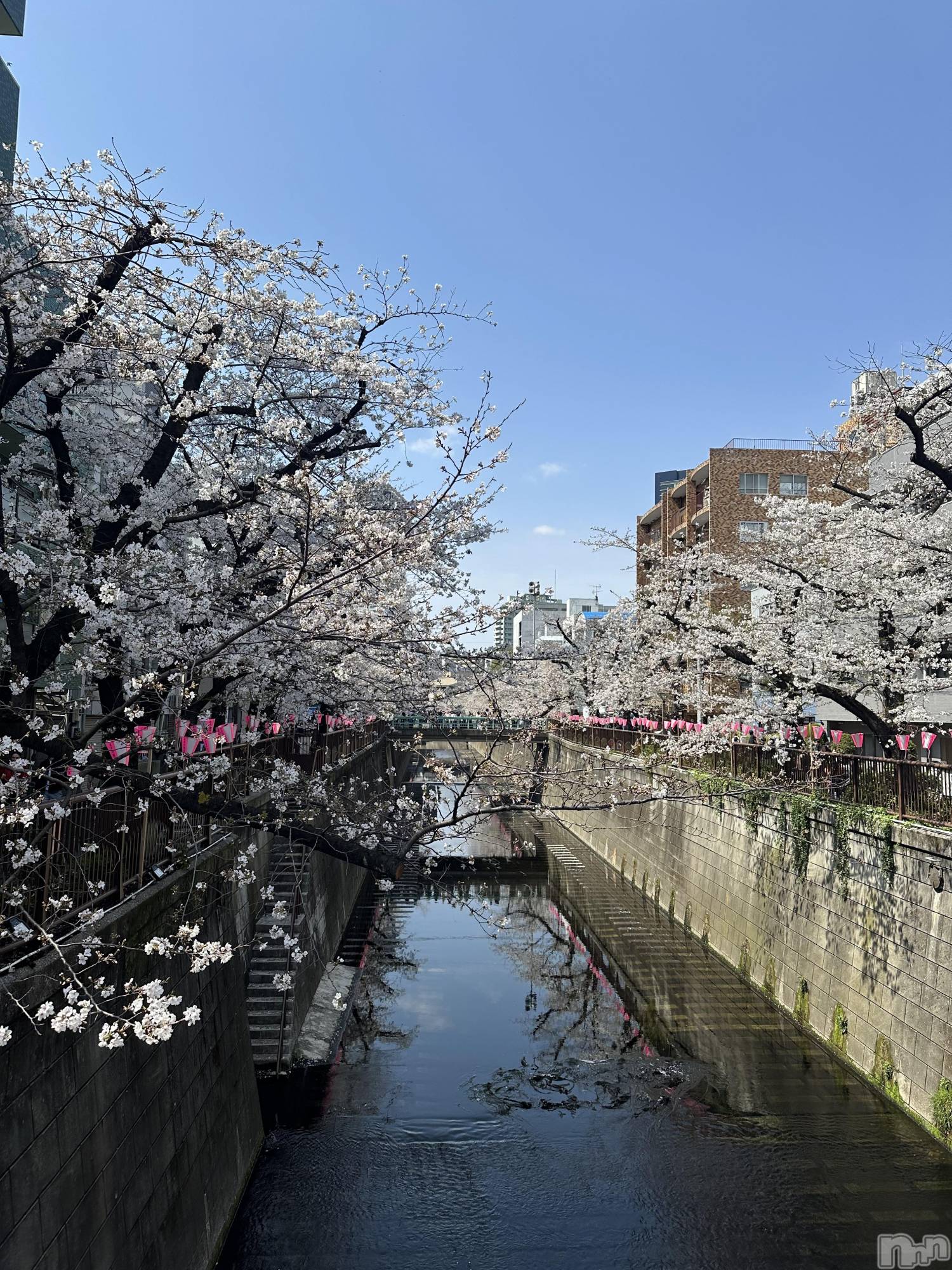 ��ˬ����Х��顦����֥���� �ץ���� ��ˬ(����� �ץ���� ����) ��2025ǯ4��1���̥�֥�����🌸��