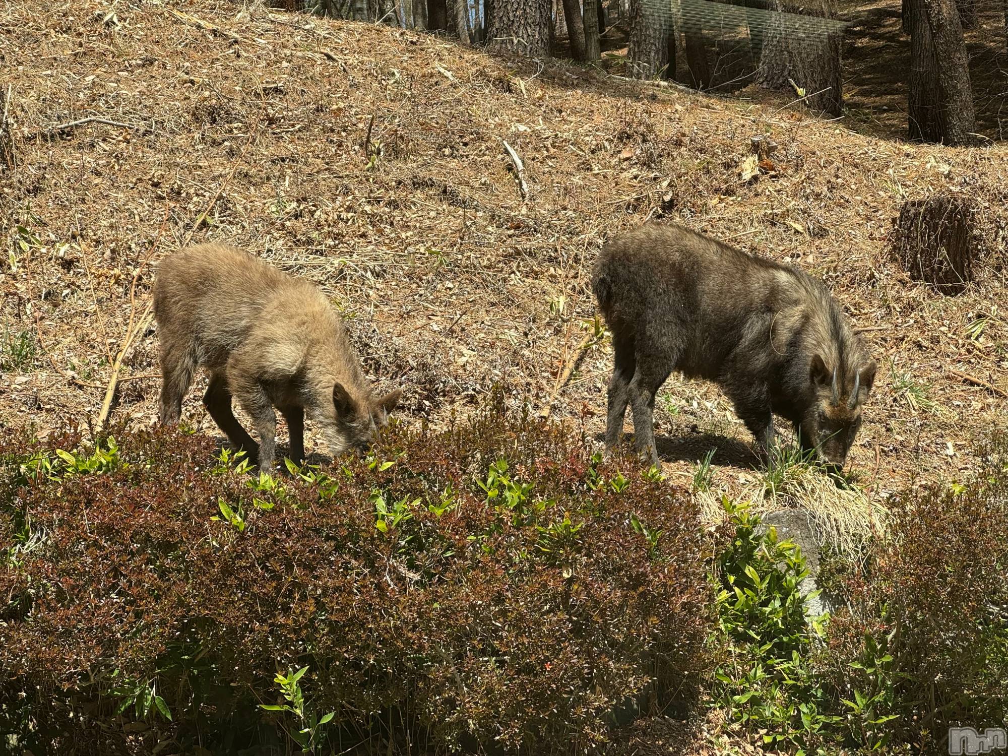 ��ˬ����Х��顦����֥���� �ץ���� ��ˬ(����� �ץ���� ����) ��2025ǯ4��12���̥�֥�����🦌��