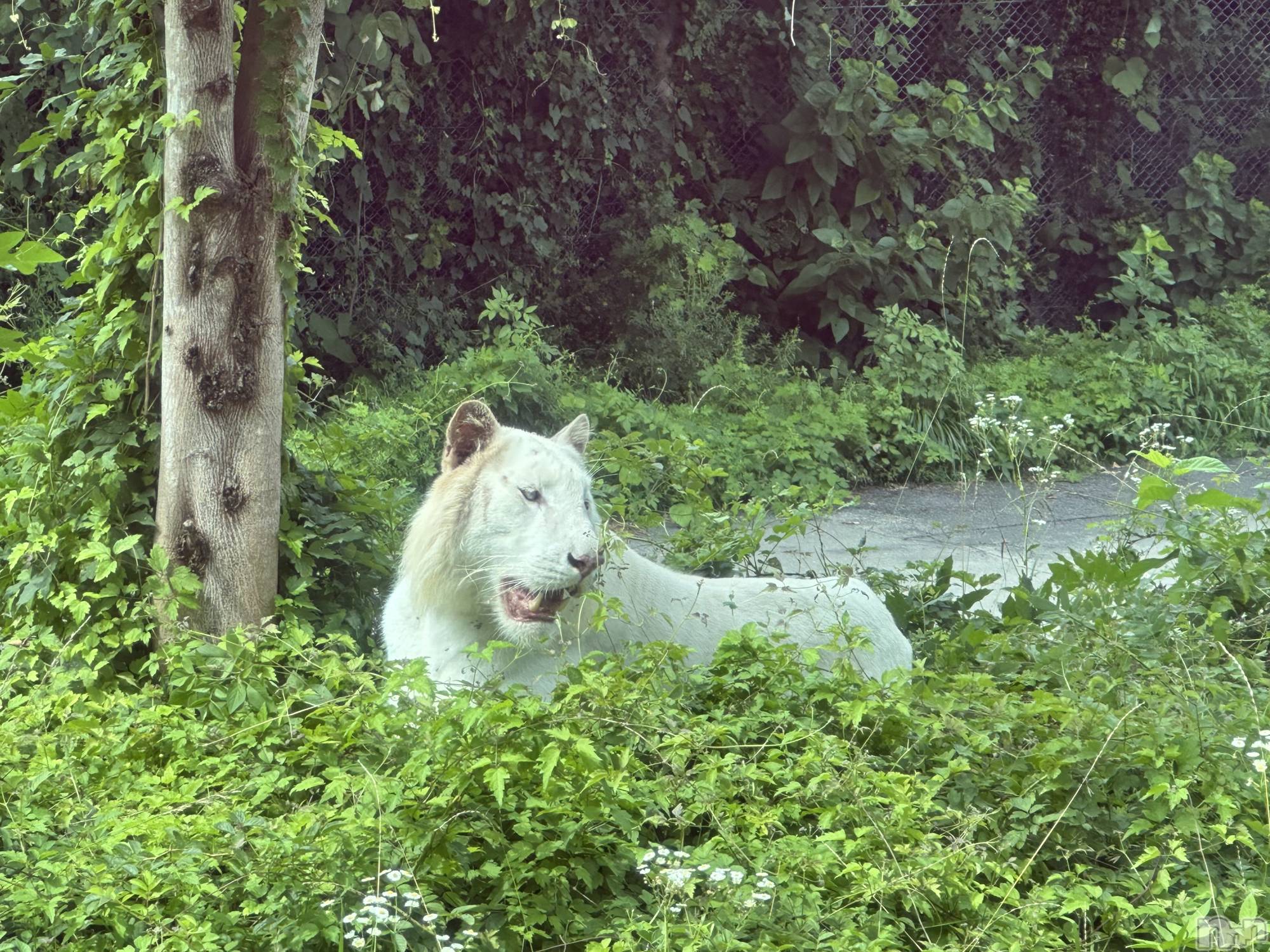 ��ˬ����Х��顦����֥���� �ץ���� ��ˬ(����� �ץ���� ����) ��2025ǯ7��19���̥�֥�����🦁��