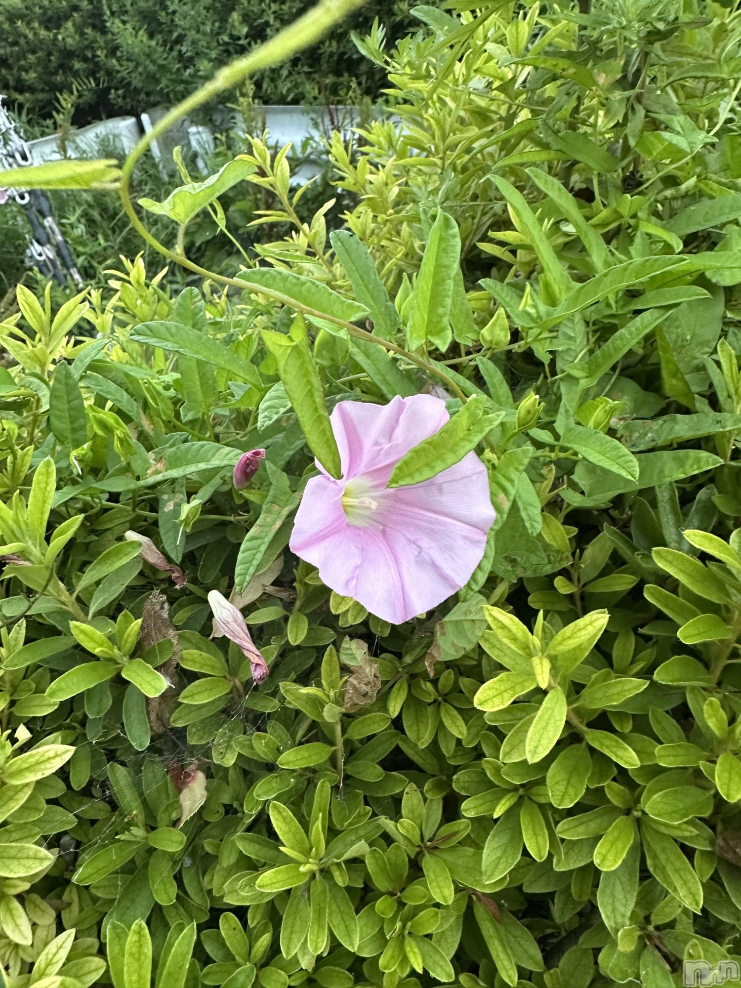 ��ˬ����Х��顦����֥���� �ץ���� ��ˬ(����� �ץ���� ����) ��2025ǯ7��23���̥�֥�����🌼��