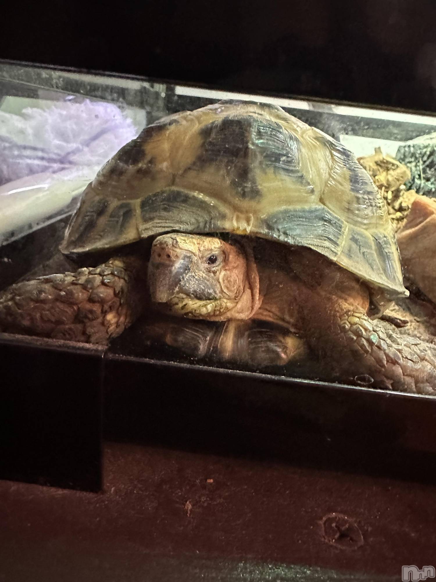 ��ˬ����Х��顦����֥���� �ץ���� ��ˬ(����� �ץ���� ����) ��2025ǯ10��11���̥�֥�����🐢��