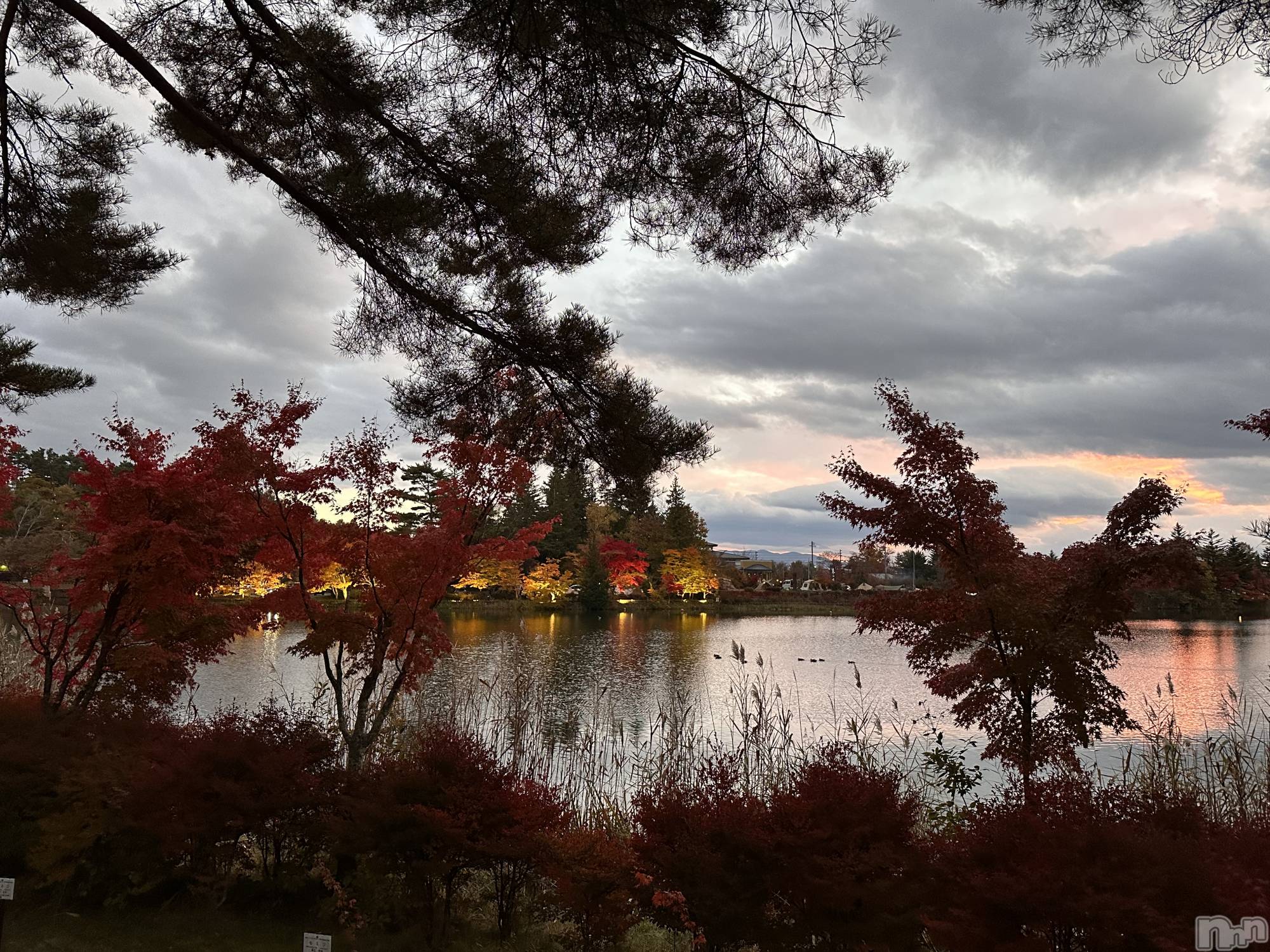 ��ˬ����Х��顦����֥���� �ץ���� ��ˬ(����� �ץ���� ����) ��2025ǯ11��18���̥�֥�����🍂��