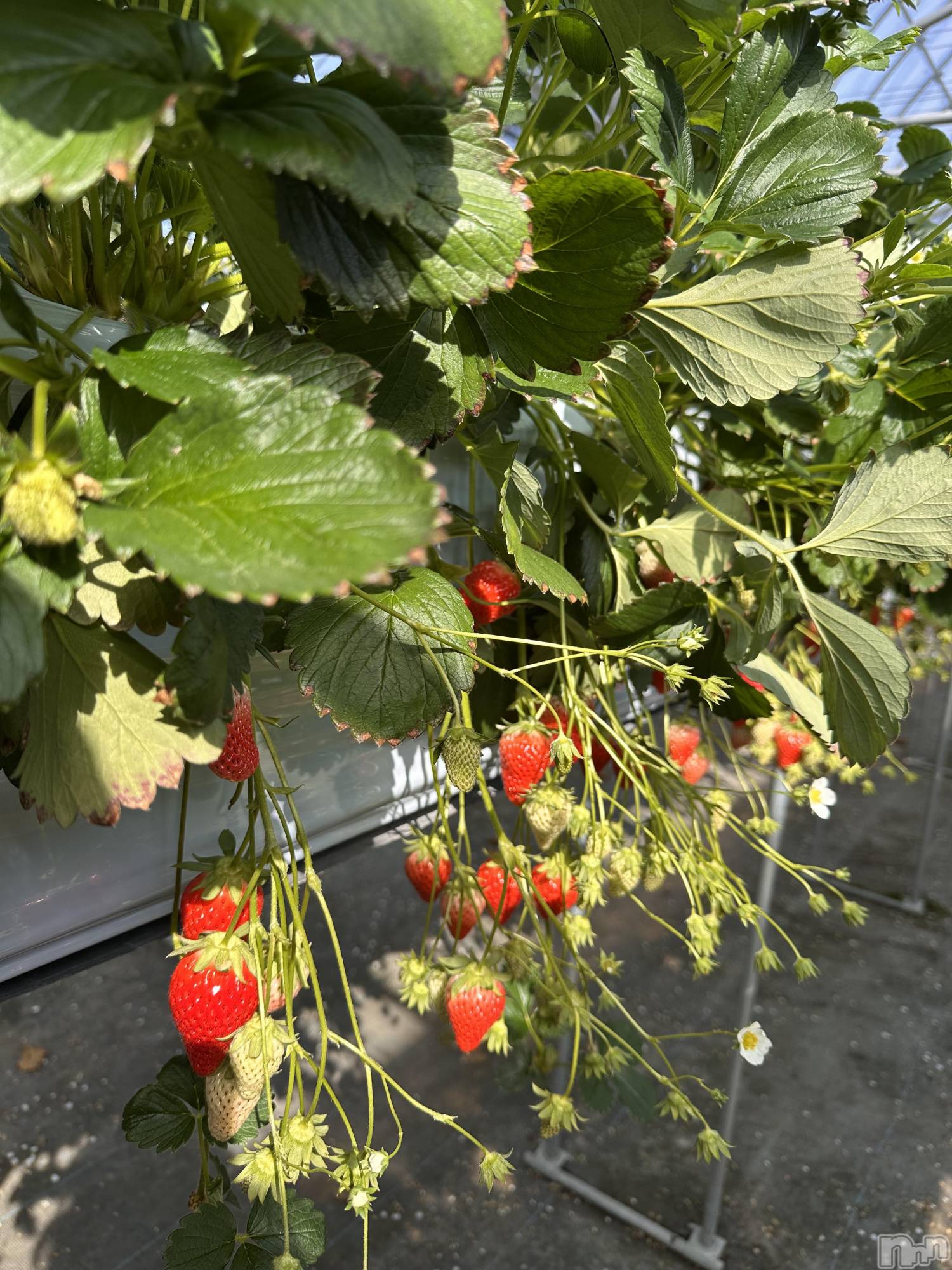 ��ˬ����Х��顦����֥���� �ץ���� ��ˬ(����� �ץ���� ����) ��2026ǯ2��16���̥�֥�����🍓��