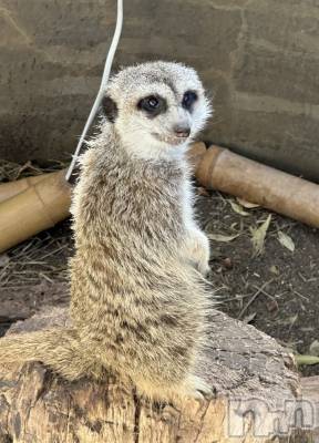 ��ˬ����Х��顦����֥���� �ץ���� ��ˬ(����� �ץ���� ����) �ĳ� �ޤ�(26)��7��19���̥�֥�����🐱��