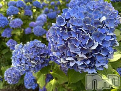 ��ˬ����Х��顦����֥���� �ץ���� ��ˬ(����� �ץ���� ����) �ĳ� �ޤ�(26)��7��22���̥�֥�����🌼��