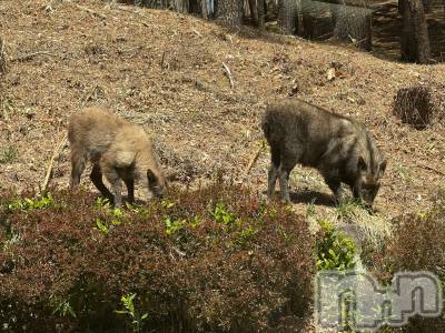 ��ˬ����Х��顦����֥���� �ץ���� ��ˬ(����� �ץ���� ����) �ĳ� �ޤ�(26)��4��12���̥�֥�����🦌��