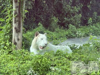 ��ˬ����Х��顦����֥���� �ץ���� ��ˬ(����� �ץ���� ����) �ĳ� �ޤ�(26)��7��19���̥�֥�����🦁��