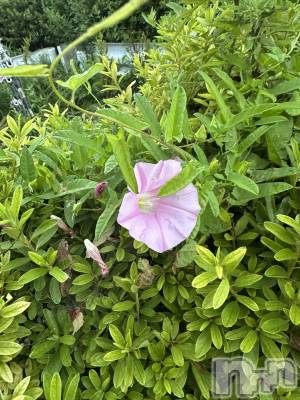 ��ˬ����Х��顦����֥���� �ץ���� ��ˬ(����� �ץ���� ����) �ĳ� �ޤ�(26)��7��23���̥�֥�����🌼��