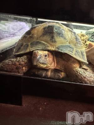 ��ˬ����Х��顦����֥���� �ץ���� ��ˬ(����� �ץ���� ����) �ĳ� �ޤ�(26)��10��11���̥�֥�����🐢��