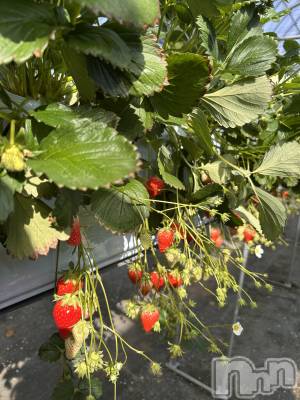 ��ˬ����Х��顦����֥���� �ץ���� ��ˬ(����� �ץ���� ����) �ĳ� �ޤ�(26)��2��16���̥�֥�����🍓��