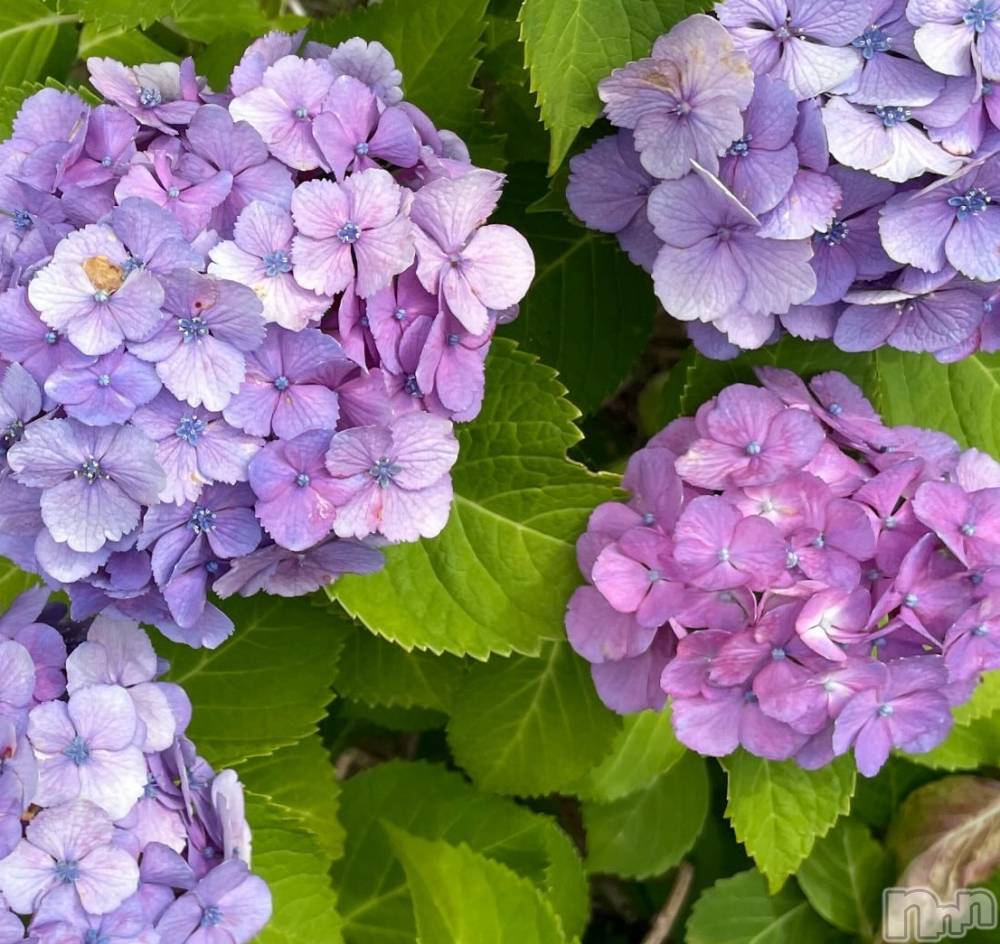 ��ˬ����Х��顦����֥���� �ץ���� ��ˬ(����� �ץ���� ����) ����� ǵ����6��25���̥�֥�����🩷��