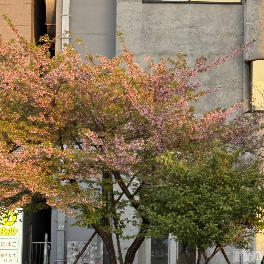 ��ˬ����Х��顦����֥���� �ץ���� ��ˬ(����� �ץ���� ����) ����� ǵ����3��26���̥�֥�����🌸��