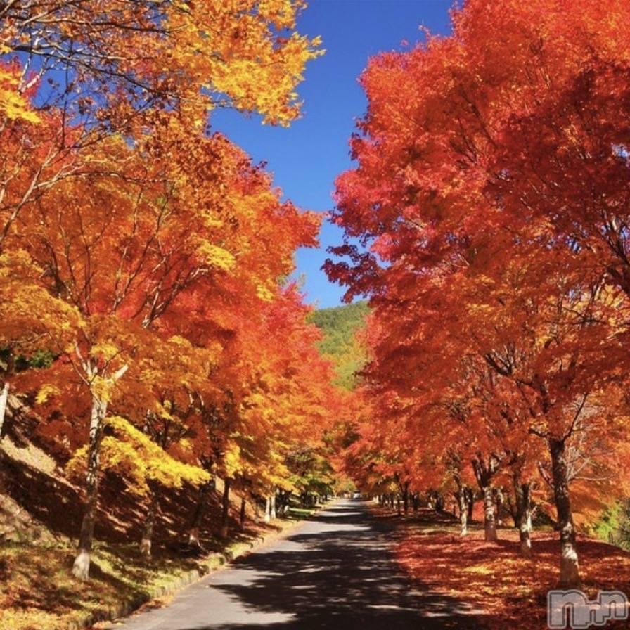 ��ˬ����Х��顦����֥���� �ץ���� ��ˬ(����� �ץ���� ����) ����� ǵ����11��25���̥�֥�����🍁��