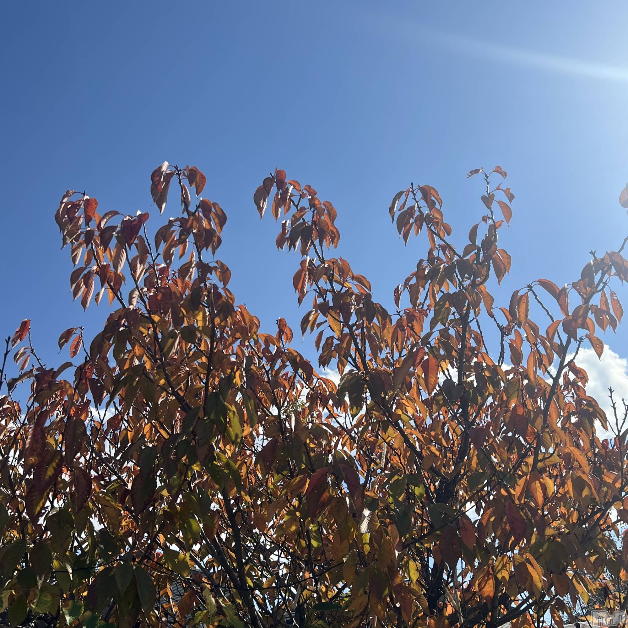 ��ˬ����Х��顦����֥���� �ץ���� ��ˬ(����� �ץ���� ����) ��2024ǯ11��14���̥�֥�����11��14�� 12��01ʬ�Υ֥�����