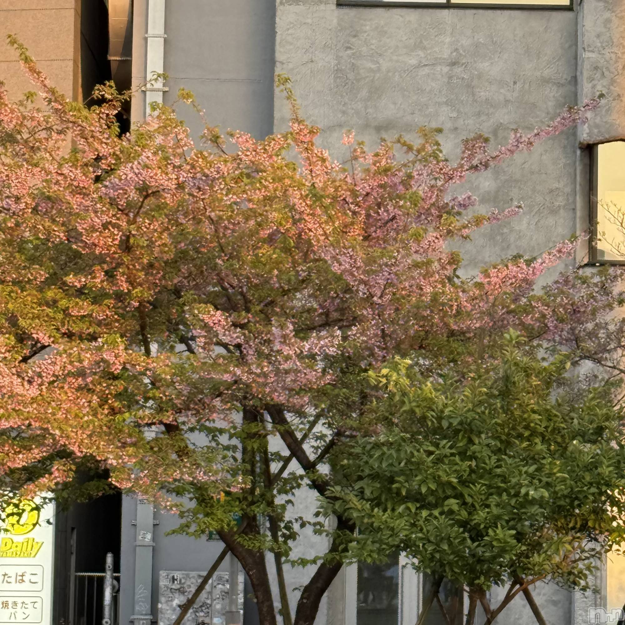 ��ˬ����Х��顦����֥���� �ץ���� ��ˬ(����� �ץ���� ����) ��2025ǯ3��26���̥�֥�����🌸��