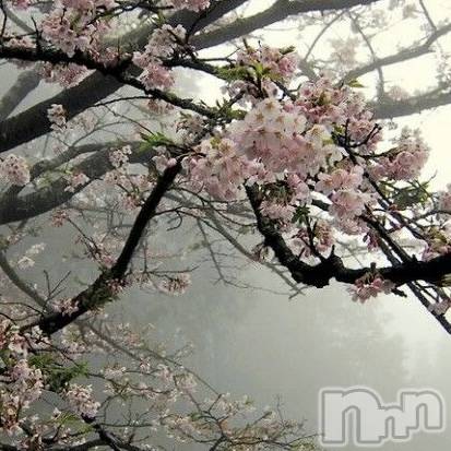 ��ˬ����Х��顦����֥���� �ץ���� ��ˬ(����� �ץ���� ����) ��2025ǯ4��1���̥�֥�����🌸��