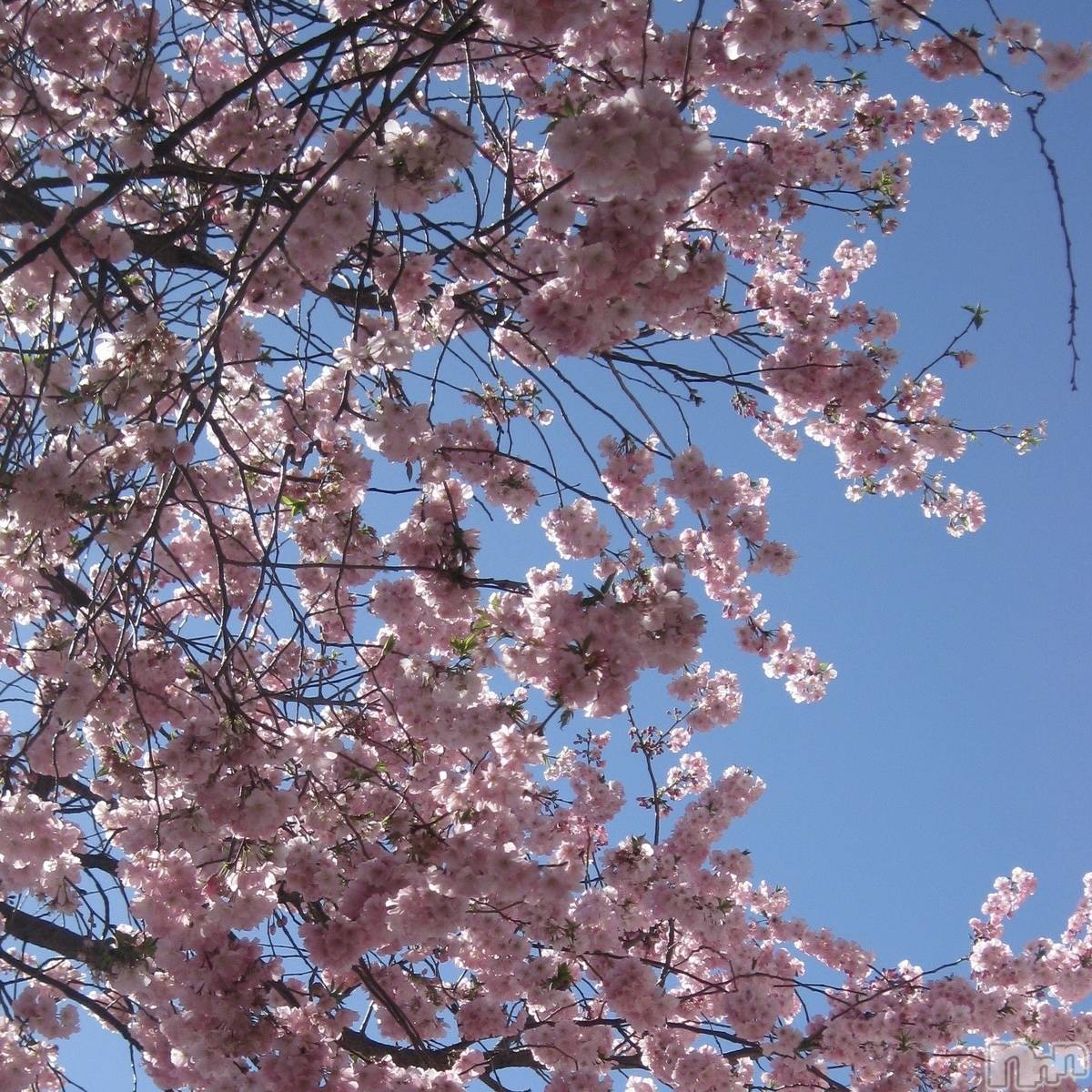 ��ˬ����Х��顦����֥���� �ץ���� ��ˬ(����� �ץ���� ����) ��2025ǯ4��15���̥�֥�����🌸��