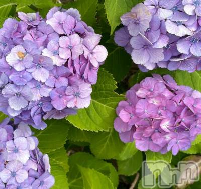 ��ˬ����Х��顦����֥���� �ץ���� ��ˬ(����� �ץ���� ����) ����� ǵ����6��25���̥�֥�����🩷��